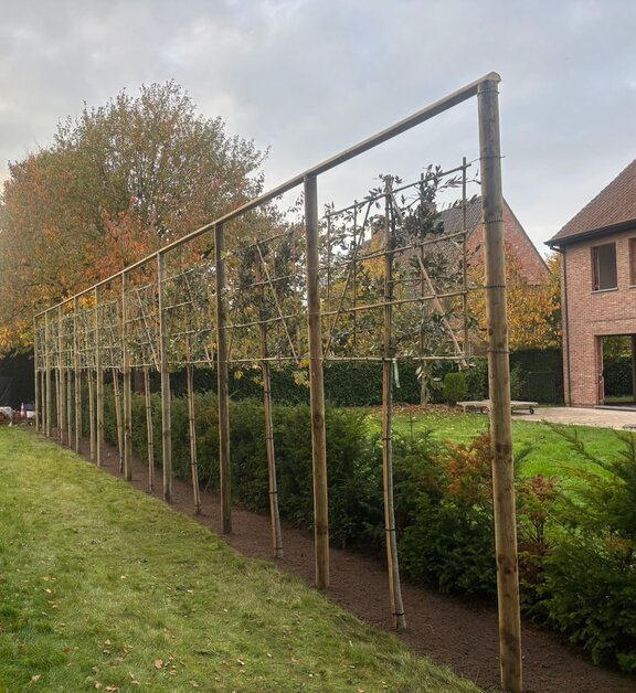 plaatsenvanleibomen.jpg